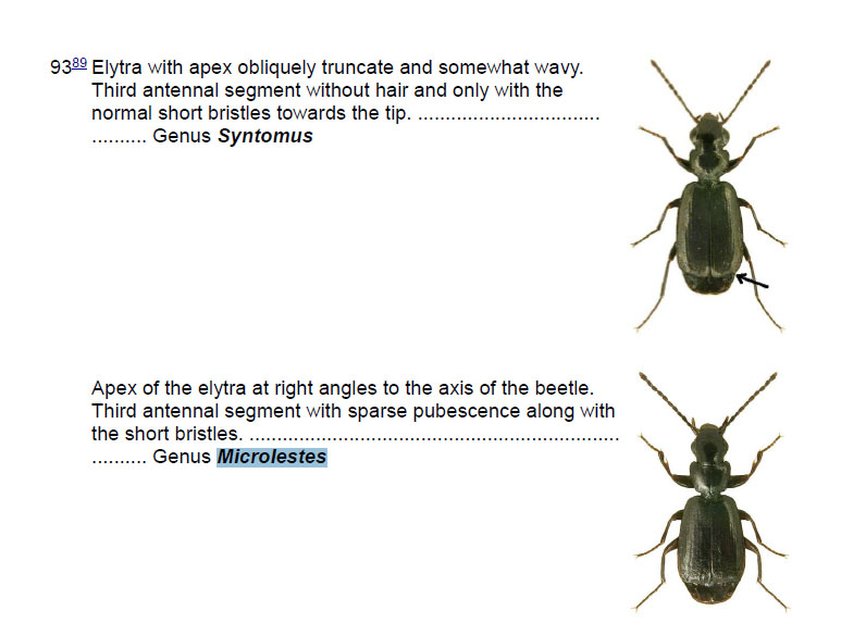 Carabidae: Syntomus truncatellus ?  No, MIcrolestes sp.